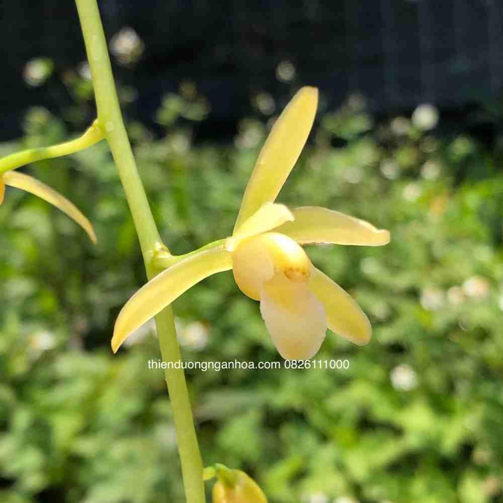 Bicolor Trắng, Kiếm Bicolor Đột Biến, Cym.Bicolor Var Alba