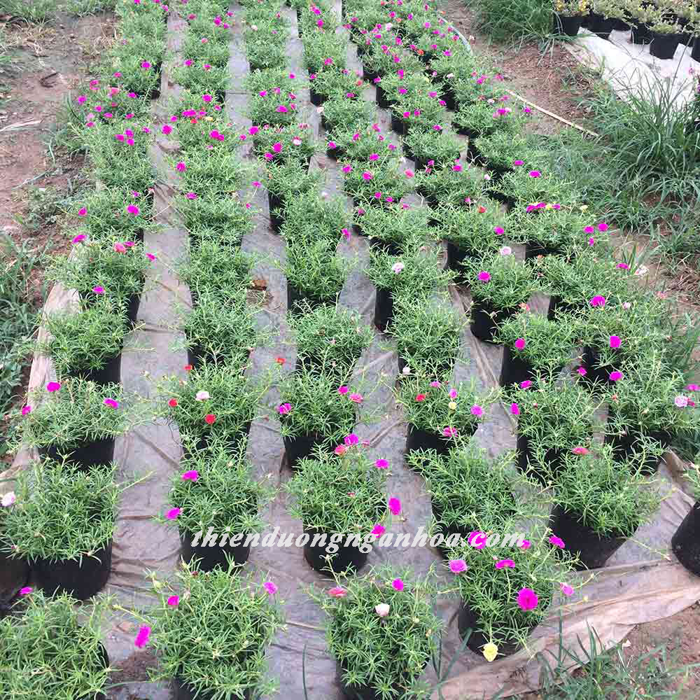 10h kep-thien-duong-ngan-hoa